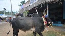 village people did last respect to temple bull in salem district vel