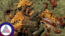 New species of scorpio discovered in Thailand sum
