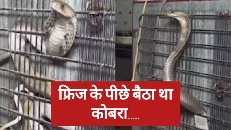 video viral of snake was sitting behind the refrigerator zkamn