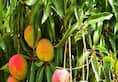 Tricks To Buy Sweet Mangoes benefits Meetha aam kharidene ke tarike kxa  