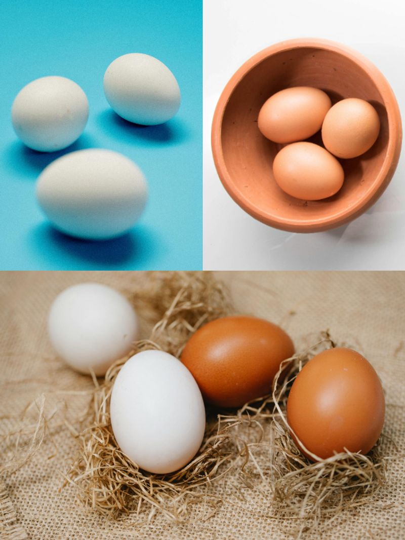 What is the difference between white eggs and brown eggs?