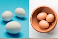 White egg or brown egg? Which one is better for health ATG