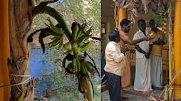 Banana Tree Rajapalayam Temple bloomed after 3 months even after getting cut ans