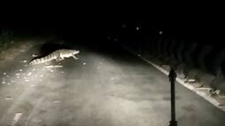 Giant Crocodile seen in roads near udumalai video viral in internet ans
