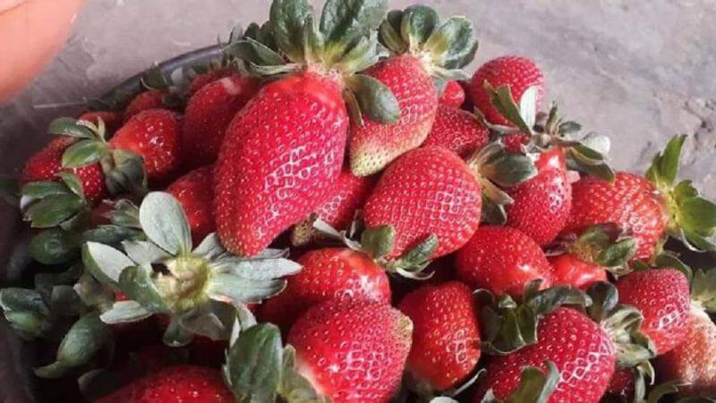 Delhi News eating strawberries at school 8 year old kids death of Kentucky Hopkins Country News Health department alerted XSMN