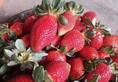 Delhi News eating strawberries at school 8 year old kids death of Kentucky Hopkins Country News Health department alerted XSMN