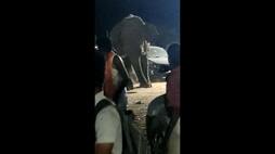 forest elephant chase devotees at velliangiri hills in coimbatore vel