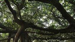 world oldest banyan tree facts zkamn