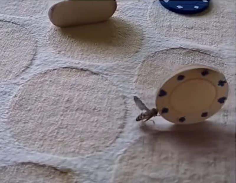 Viral Video: Man entertains housefly with poker chips; Reel amasses 1.9 million views (WATCH)