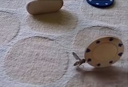 Viral Video: Man entertains housefly with poker chips; Reel amasses 1.9 million views (WATCH)