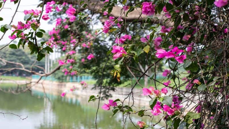 5 natural and beautiful places to visit in Bengaluru this spring nti