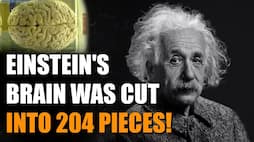Did you know? Albert Einstein's brain was stolen, cut into 240 pieces! (WATCH) snt
