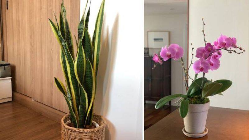 Plant these indoor plants in your house for good health and home beauty XBW