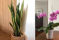 Peace Lilies to Bamboo Palm Best indoor plants to improve your health iwh