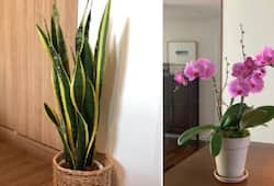 Plant these indoor plants in your house for good health and home beauty XBW