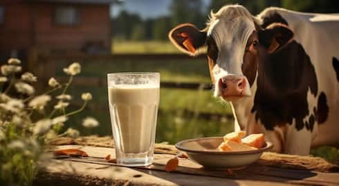 WHO issues warning after bird flu detected in raw cow milk in very high concentrations gcw