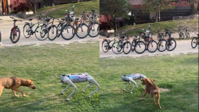 Real dog plays with robot dog at IIT Kanpur; WATCH viral videortm