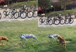 Real dog plays with robot dog at IIT Kanpur; WATCH viral videortm