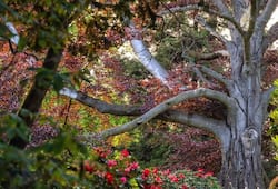 Polish tree nicknamed Heart of the Garden won the 2024 European Tree of the Year contest etj