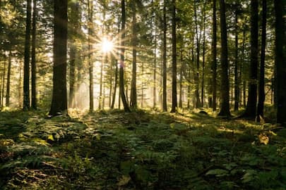  7 Most exquisite and unique forests around the world nti