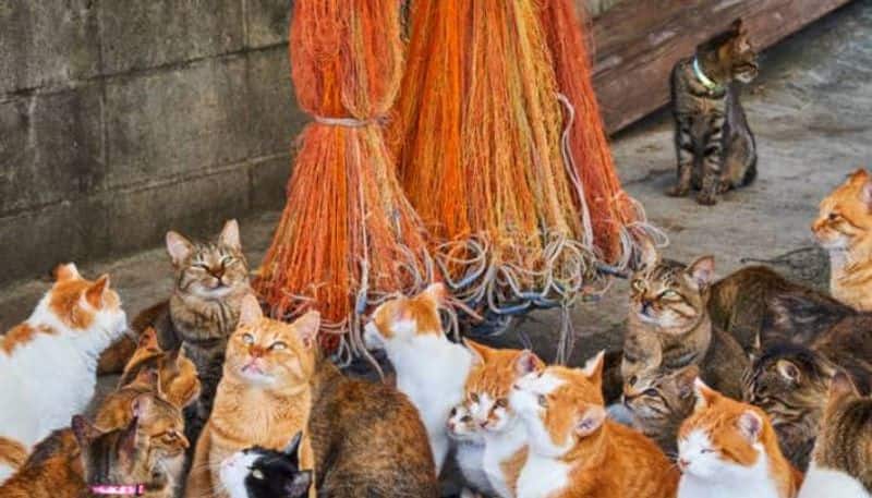 cats rules this island cat island aoshima in Japan rlp
