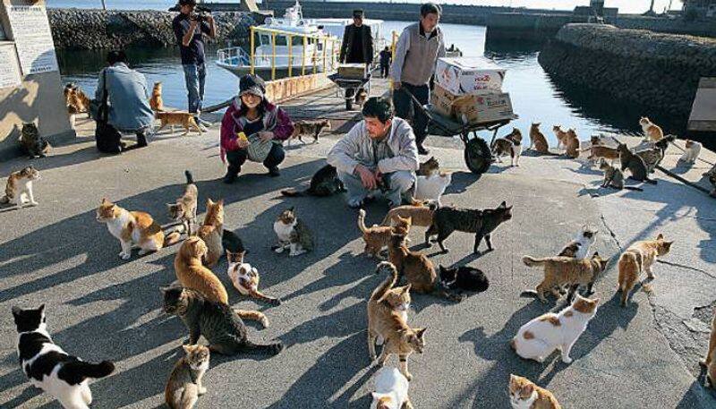 cats rules this island cat island aoshima in Japan rlp