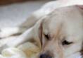 5 Friendly dog breeds considered safe around babiesrtm