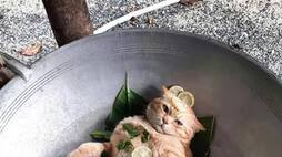 40 lacs cat meat eat by Chinese every year zkamn