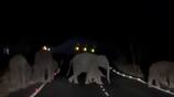 Severe drought in Sathyamangalam forest! Wild elephants roaming the Mysore National Highway