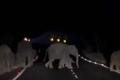 Severe drought in Sathyamangalam forest! Wild elephants roaming the Mysore National Highway