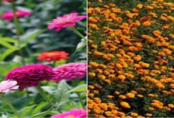 7 summer plants that are easy to grow nti
