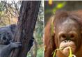 7 Animals who lives on tree nti
