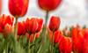 Tulips to Daffodils: 7 flowers you can plant and grow this April