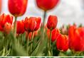 Tulips to Daffodils: 7 flowers you can plant and grow this April ATG