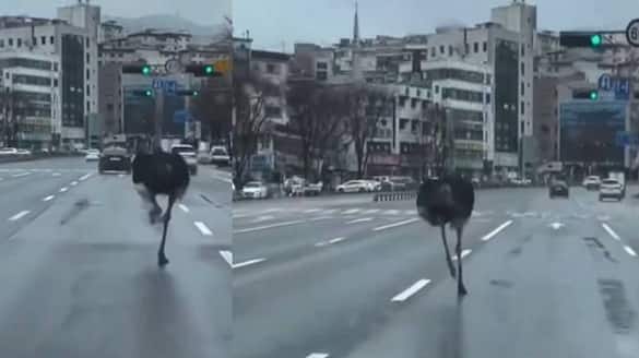 Tadori escaped Ostrich running in city north korea video rlp
