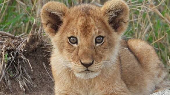 Bollywood inspiration: Lion cubs at Nandankanan Zoo named Amar, Akbar, Anthony; check details AJR