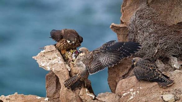 Eleonoras falcon catching prey alive and stuffing them in rocks rlp