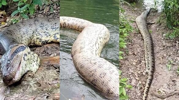 Ana Julia World largest snake a found dead in Amazon rainforest weeks after discovered san
