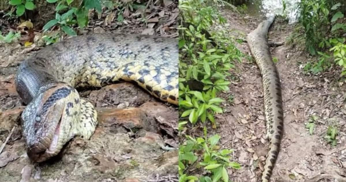 World’s largest Green Anaconda, discovered weeks ago, found dead in ...