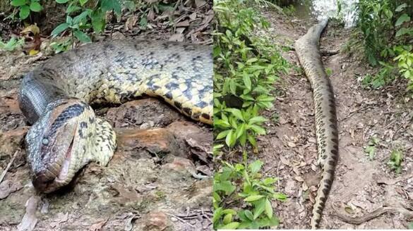 World's largest Green Anaconda, discovered weeks ago, found dead in Amazon rainforest vkp