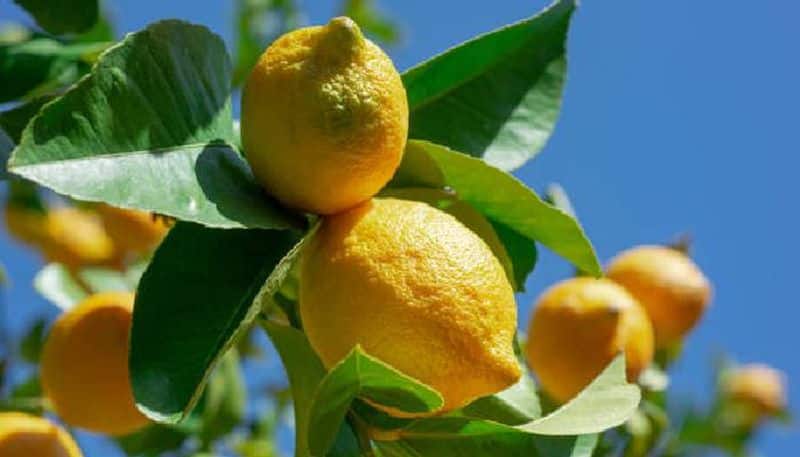 lemon in this tamil nadu temple auctioned for Rs 2.3 lakhs rlp