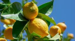 lemon in this tamil nadu temple auctioned for Rs 2.3 lakhs rlp