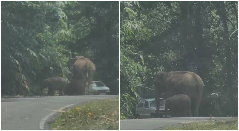Car passengers trapped in front of wild elephant and calf prm