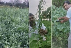 Natural Farming Dharmendra Kumar mission of revolutionizing agriculture through sustainable farming methods iwh