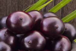 best anti diabetic fruit Jamun seed use in treatment of diabetes naturally xbw