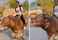 Haryana Viral Video News Man Bull Riding Stunt On Busy Road in Haryana Breaks Internet With 41M Views XSMN