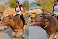 Haryana Viral Video News Man Bull Riding Stunt On Busy Road in Haryana Breaks Internet With 41M Views XSMN