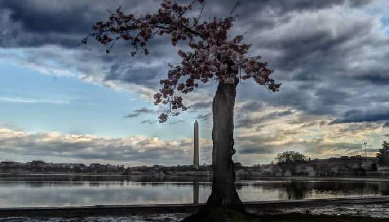 Stumpy Washington dcs beloved cherry blossom tree set to be cut down