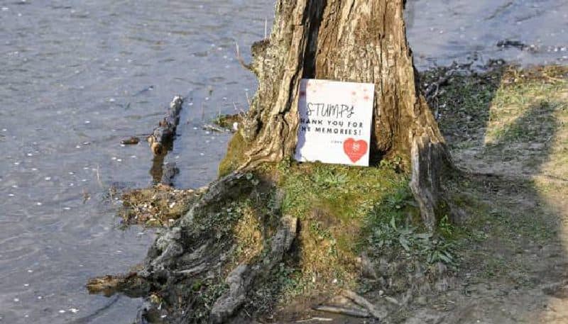 Stumpy Washington dcs beloved cherry blossom tree set to be cut down