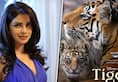 Tiger Priyanka Chopra lent her voice for Disney's upcoming film as tigress Amba; Read on ATG